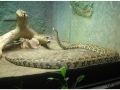 Zoo Barcelona-017