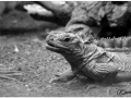 Zoo Barcelona-019