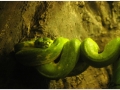 Zoo Barcelona-020