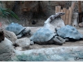 Zoo Barcelona-024