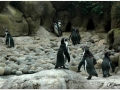 Zoo Barcelona-026