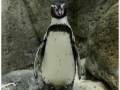 Zoo Barcelona-028
