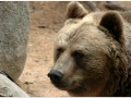Zoo Barcelona-031