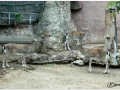 Zoo Barcelona-032