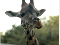 Zoo Barcelona-038