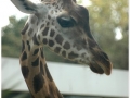 Zoo Barcelona-039