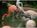 Zoo Barcelona-041