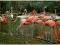 Zoo Barcelona-042