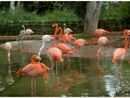 Zoo Barcelona-043