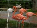 Zoo Barcelona-044
