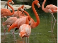 Zoo Barcelona-045