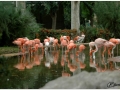 Zoo Barcelona-046