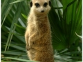 Zoo Barcelona-047
