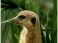 Zoo Barcelona-049