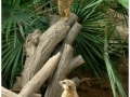 Zoo Barcelona-050
