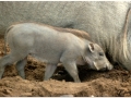 Zoo Barcelona-053