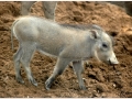 Zoo Barcelona-056