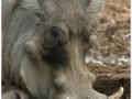 Zoo Barcelona-057