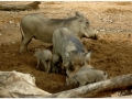 Zoo Barcelona-058
