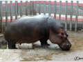 Zoo Barcelona-059