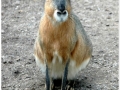 Zoo Barcelona-062