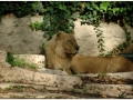 Zoo Barcelona-064