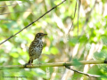 Zorzal comun - Turdus philomelos - Tord comú
