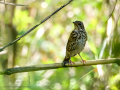 Zorzal comun - Turdus philomelos - Tord comú