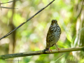 Zorzal comun - Turdus philomelos - Tord comú