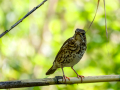 Zorzal comun - Turdus philomelos - Tord comú