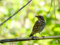 Zorzal comun - Turdus philomelos - Tord comú