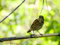 Zorzal comun - Turdus philomelos - Tord comú