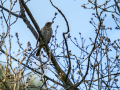 Zorzal comun - Turdus philomelos - Tord comú