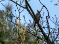 Zorzal comun - Turdus philomelos - Tord comú