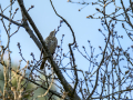 Zorzal comun - Turdus philomelos - Tord comú