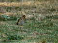 Zorzal real - Turdus pilaris - Griva cerdana