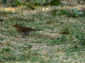 Zorzal real - Turdus pilaris - Griva cerdana