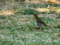 Zorzal real - Turdus pilaris - Griva cerdana